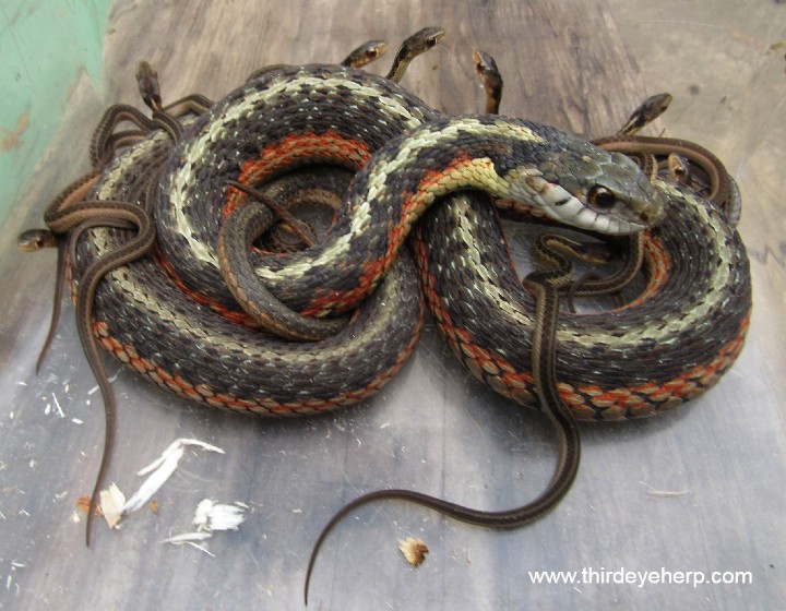 Eastern Garter Snakes